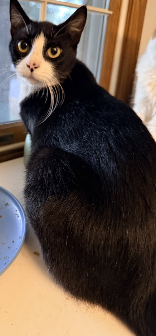 picture of the cat needing adoption