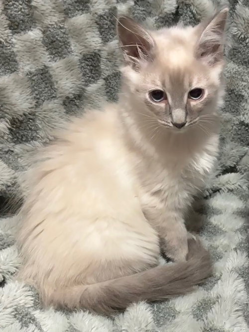 picture of the cat needing adoption