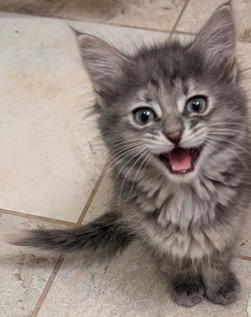 picture of the cat needing adoption