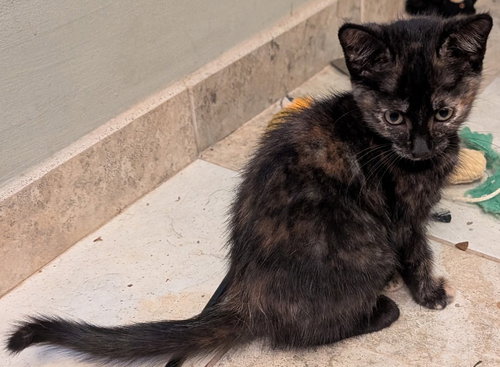 picture of the cat needing adoption