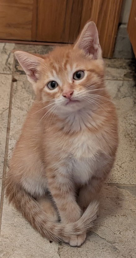 Chili