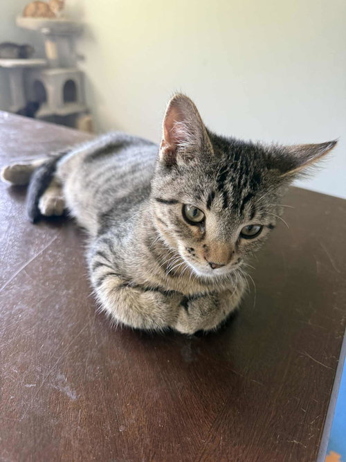 picture of the cat needing adoption