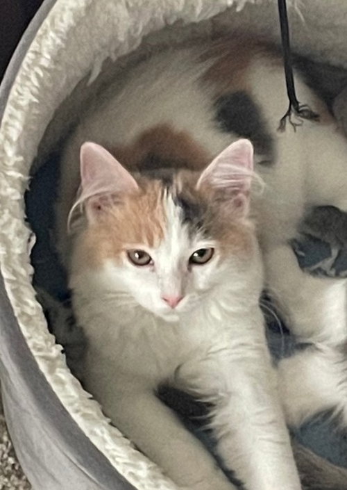picture of the cat needing adoption