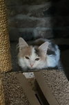 Lillian