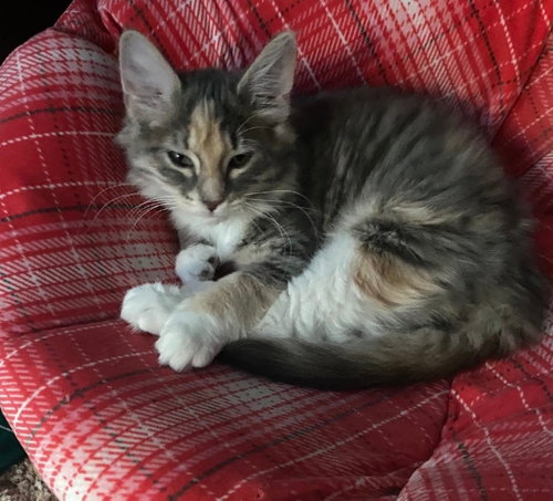 picture of the cat needing adoption