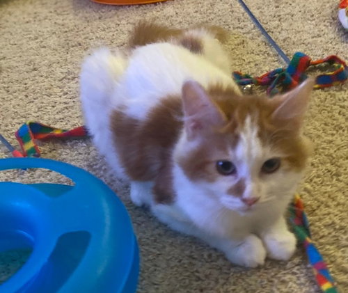 picture of the cat needing adoption