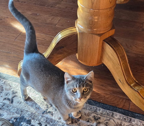 picture of the cat needing adoption