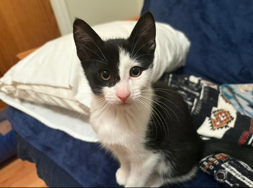 picture of the cat needing adoption