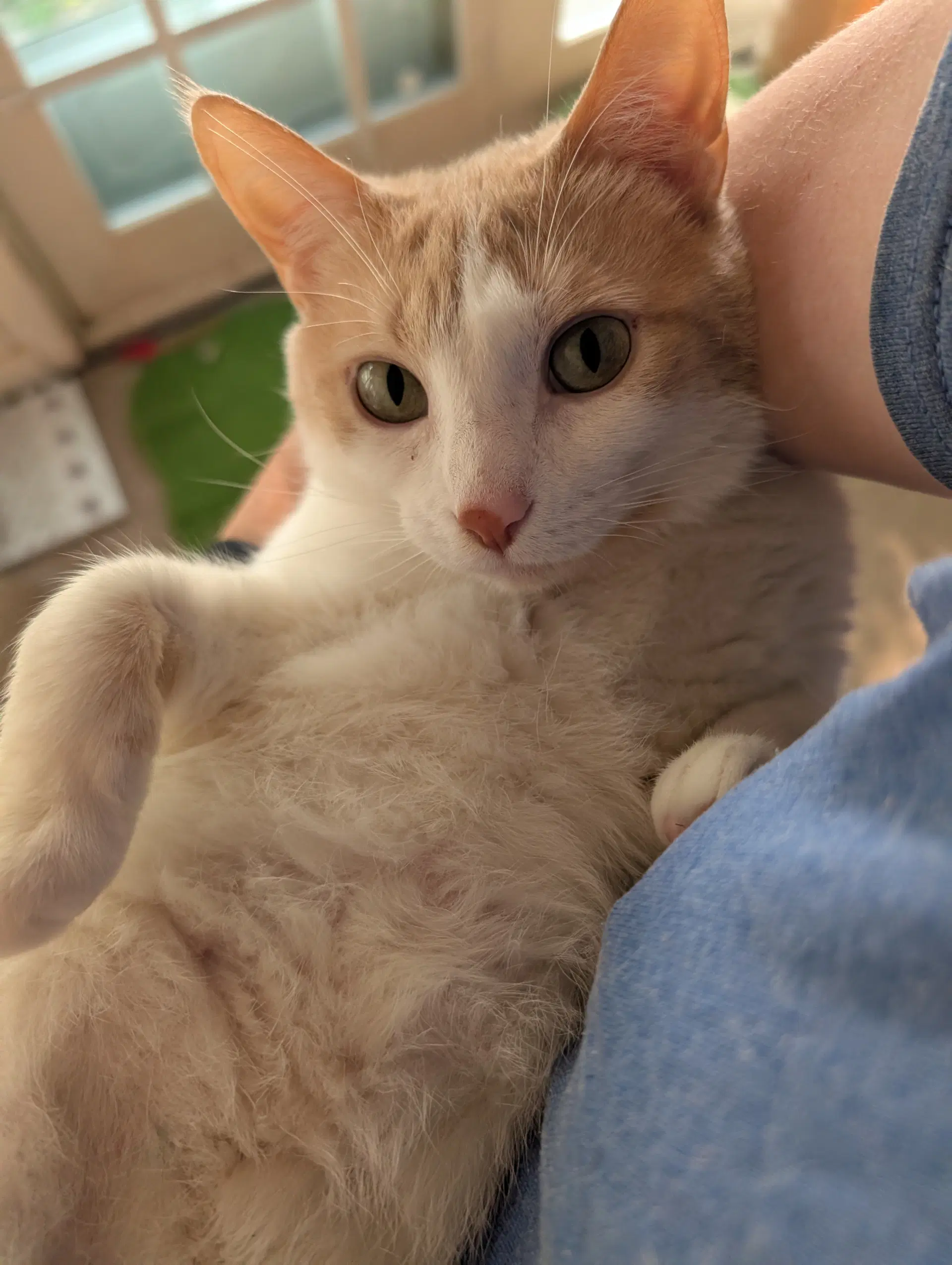 Luisa - Domestic Short Hair