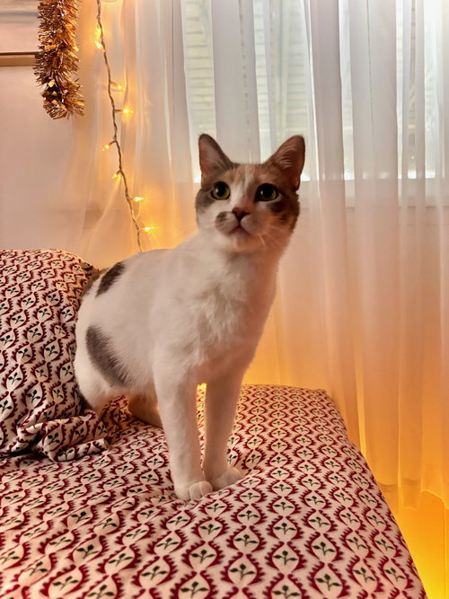 picture of the cat needing adoption