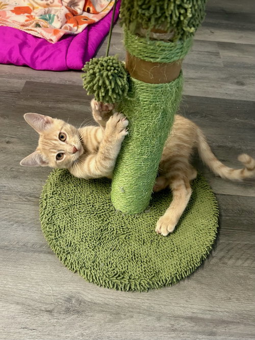 picture of the cat needing adoption