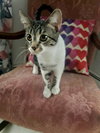 Oompah - Photo 4