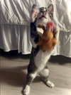 Oompah - Photo 5