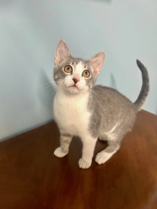 picture of the cat needing adoption