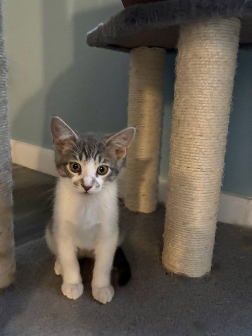 picture of the cat needing adoption
