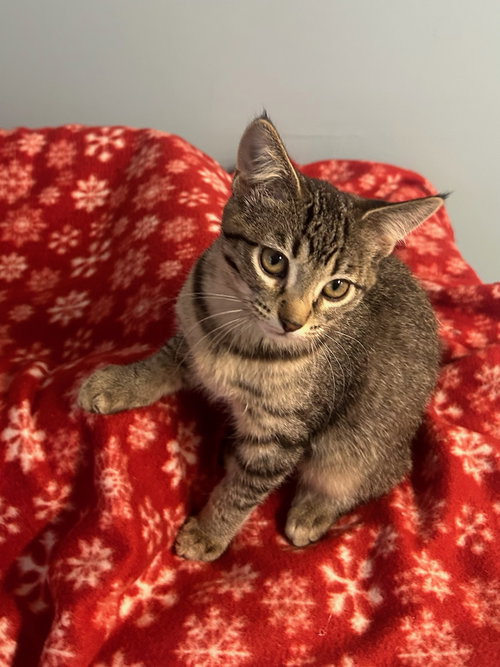 picture of the cat needing adoption