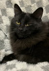 Ali