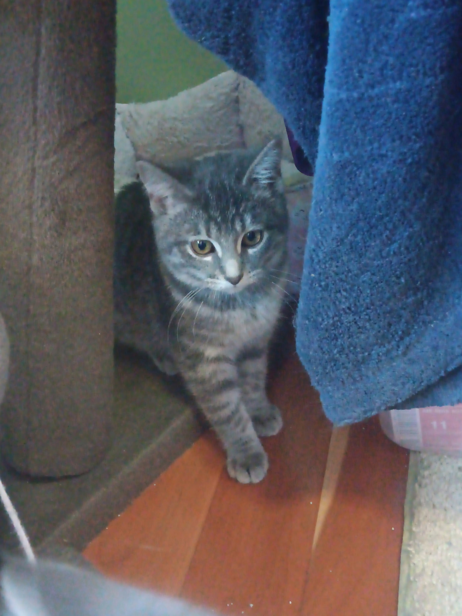 Gracie Image