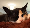 Caramel