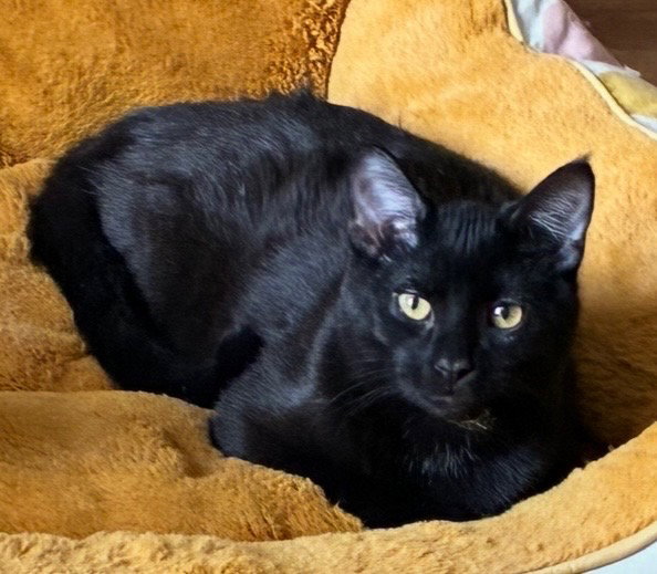 Prima Image