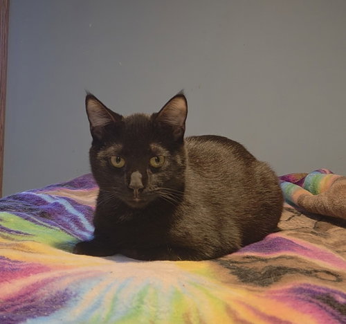 Prima, an adoptable Domestic Short Hair in Forest Lake, MN