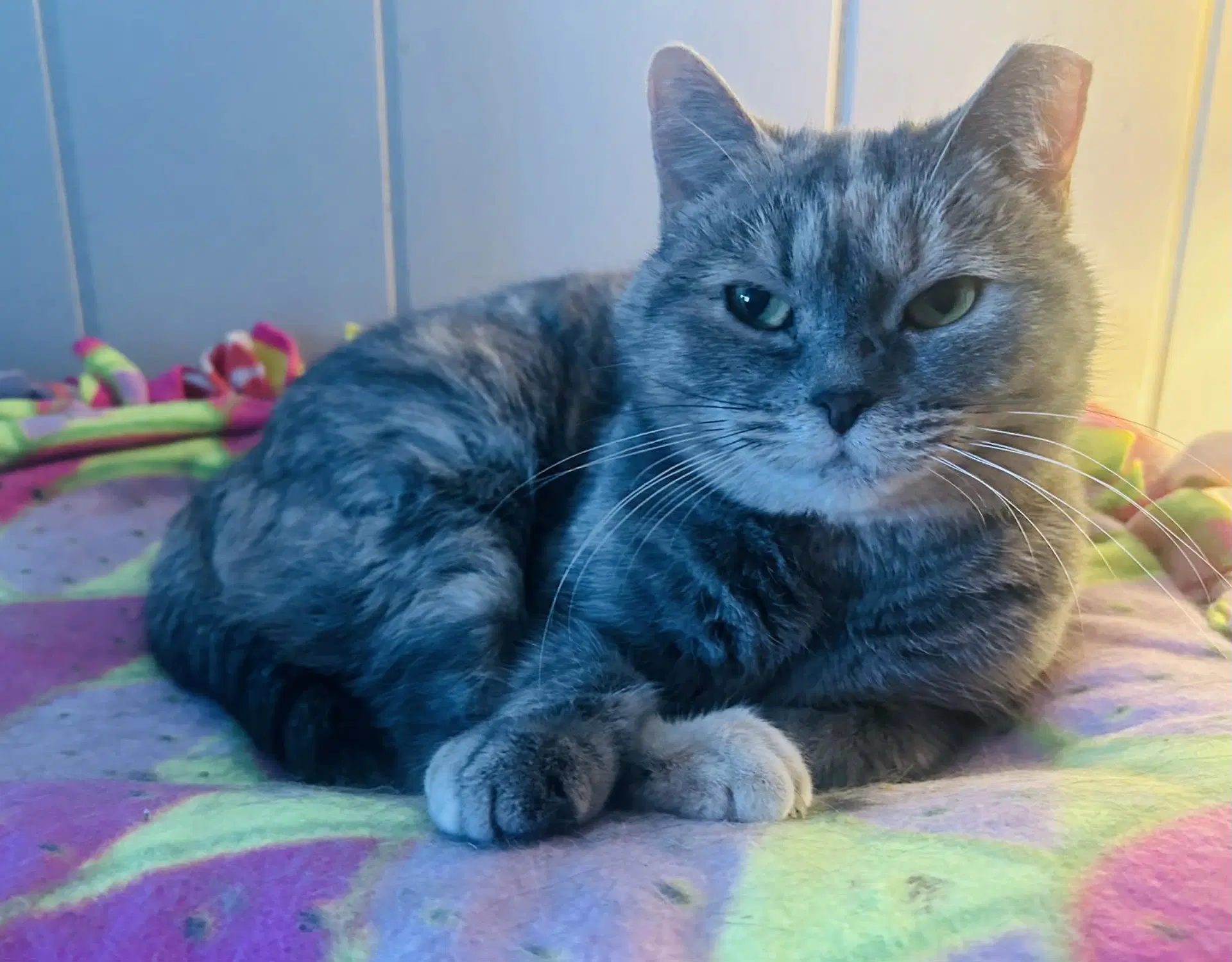 Sweety Bird - Domestic Short Hair