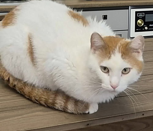 Rex, an adoptable Domestic Short Hair in Forest Lake, MN