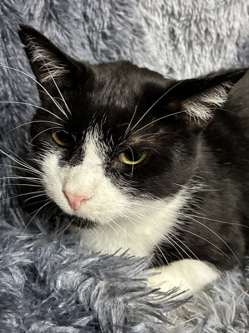 Sylvester, an adoptable Domestic Short Hair in Forest Lake, MN
