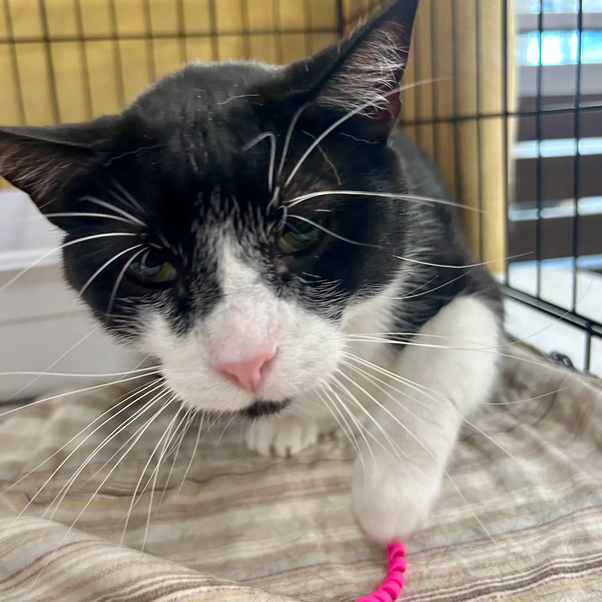 Sylvester - Domestic Short Hair