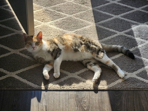 Roxanne