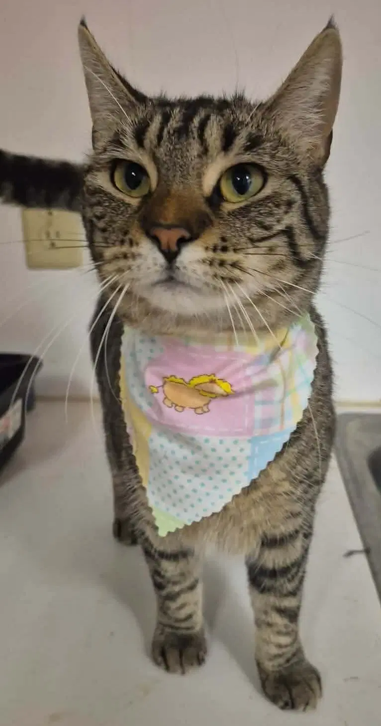 Aastra - Domestic Short Hair