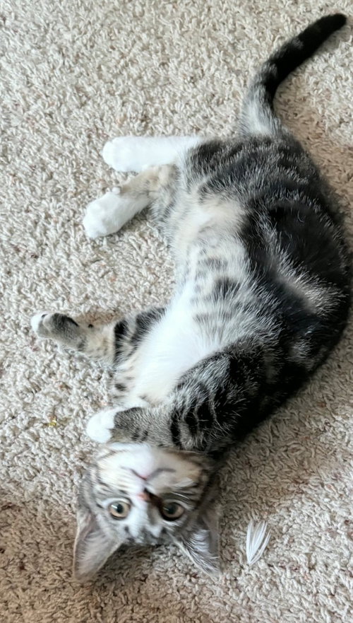 Ahsoka, Baby Extra-Toes Cat (Hemingway Polydactyl) / Domestic Short Hair (short coat), cat for adoption in Burnsville, Minnesota