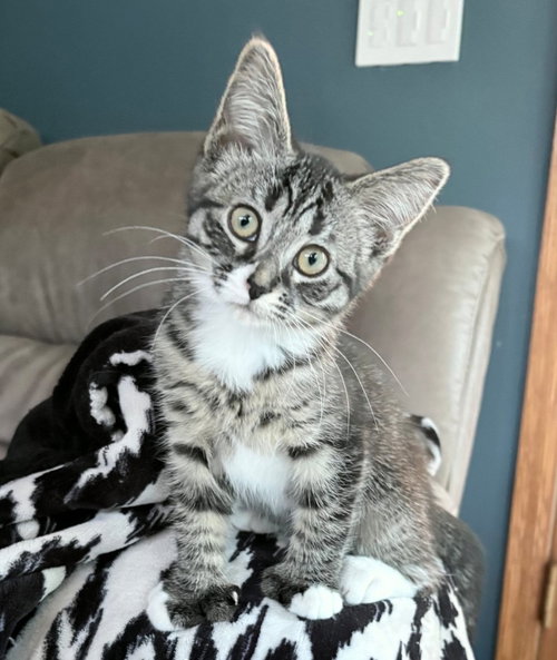 Leia