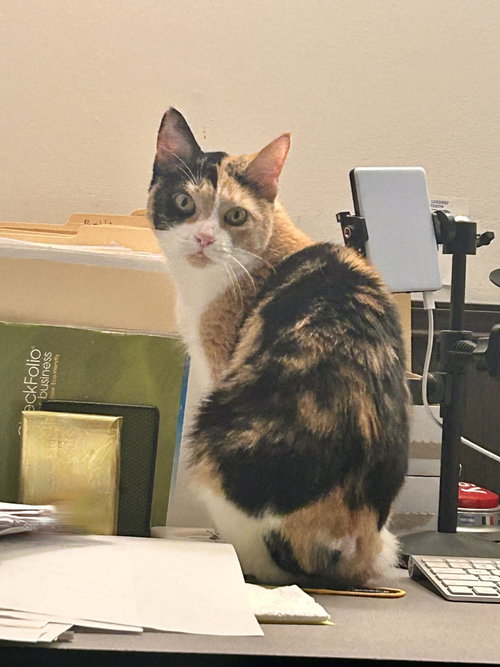 Pom Pom, a cat for adoption from St. Francis of Assisi Animal Rescue
