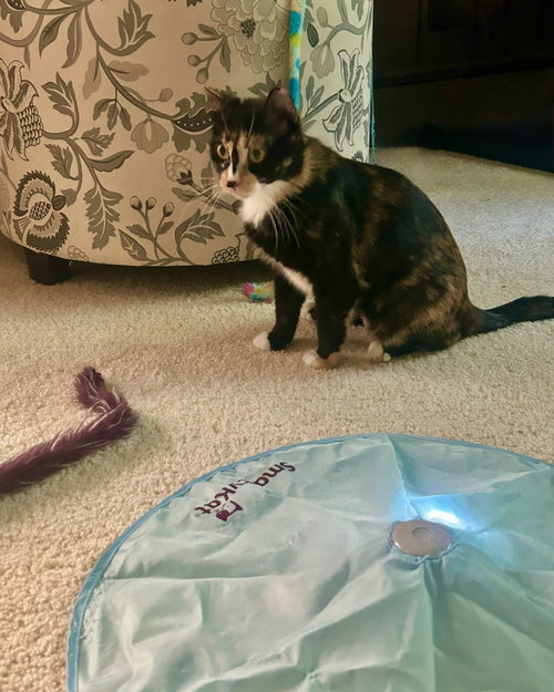 Marlowe, Adult Domestic Short Hair / Calico (short coat), cat for adoption in Shakopee, Minnesota