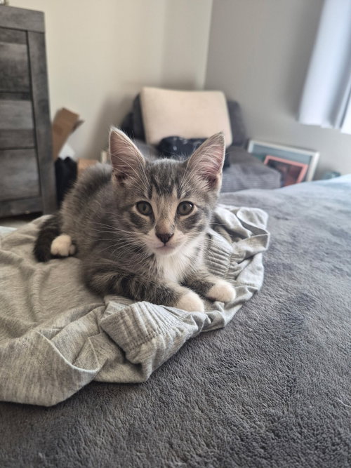 Jing-a-Ling, Domestic Short Hair / Tabby (short coat), cat for adoption in Burnsville, Minnesota