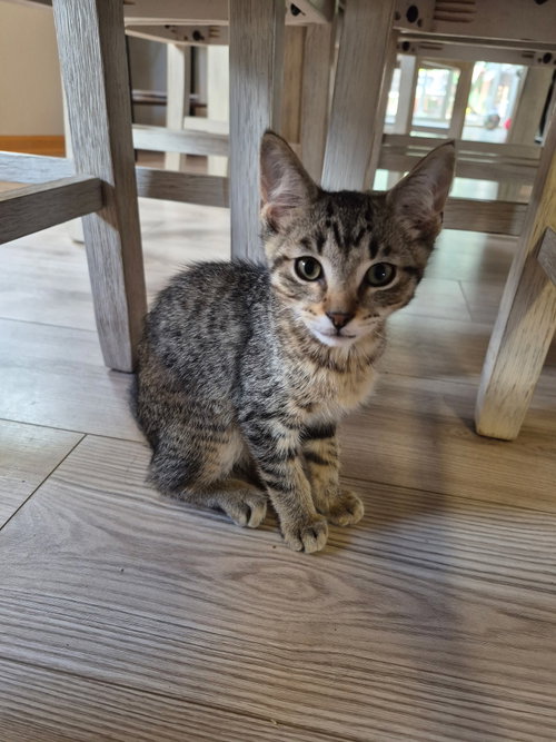 Ring-a-Ling, Domestic Short Hair / Tabby (short coat), cat for adoption in Burnsville, Minnesota
