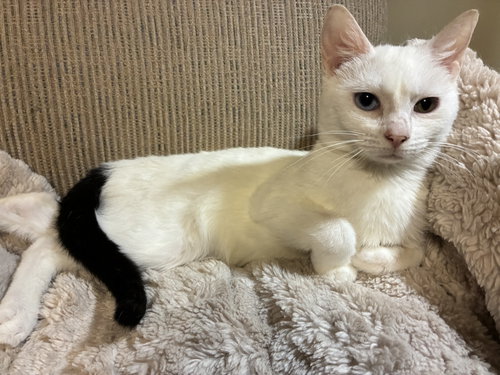 Prism, Young Domestic Short Hair (short coat), cat for adoption in Burnsville, Minnesota