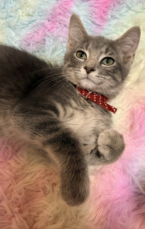 Concrete, an adoptable Domestic Short Hair in Forest Lake, MN