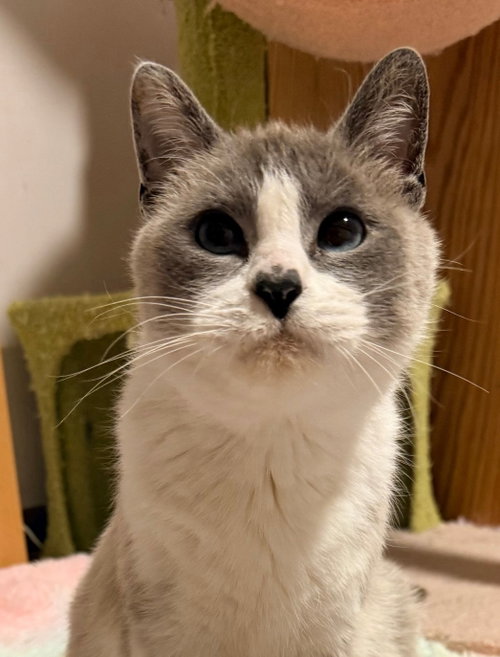 Ayla, an adoptable Domestic Short Hair in Forest Lake, MN
