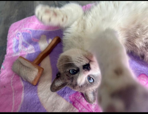 Ayla photo 4