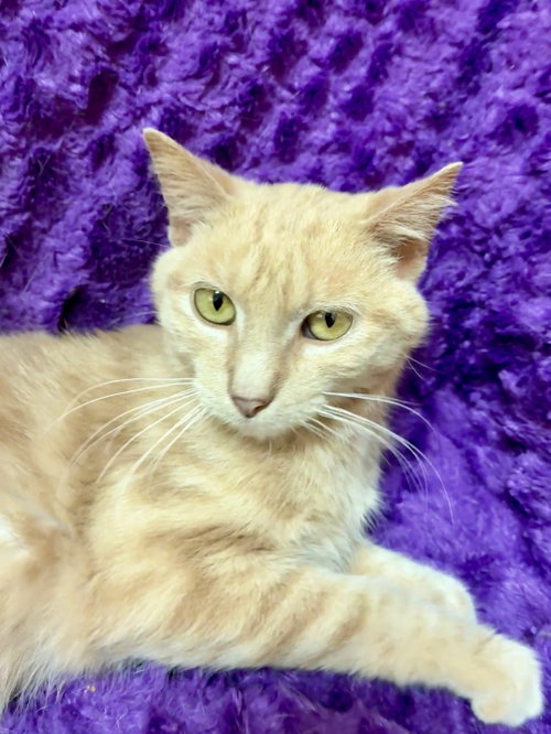 Bonk, a cat for adoption from St. Francis of Assisi Animal Rescue