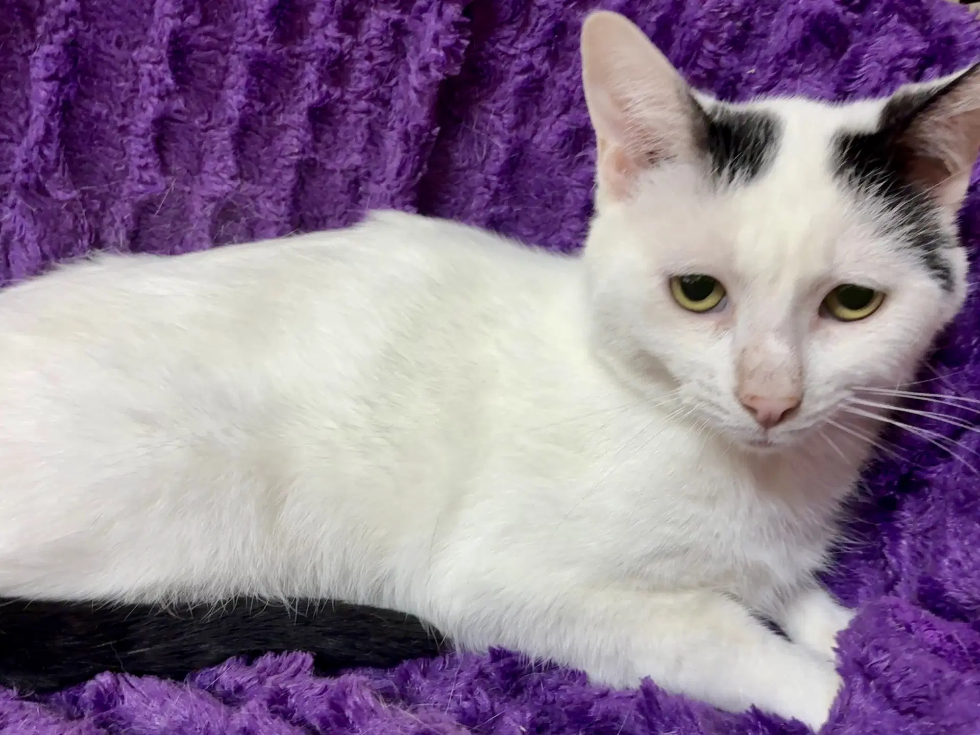 Zap - Domestic Short Hair