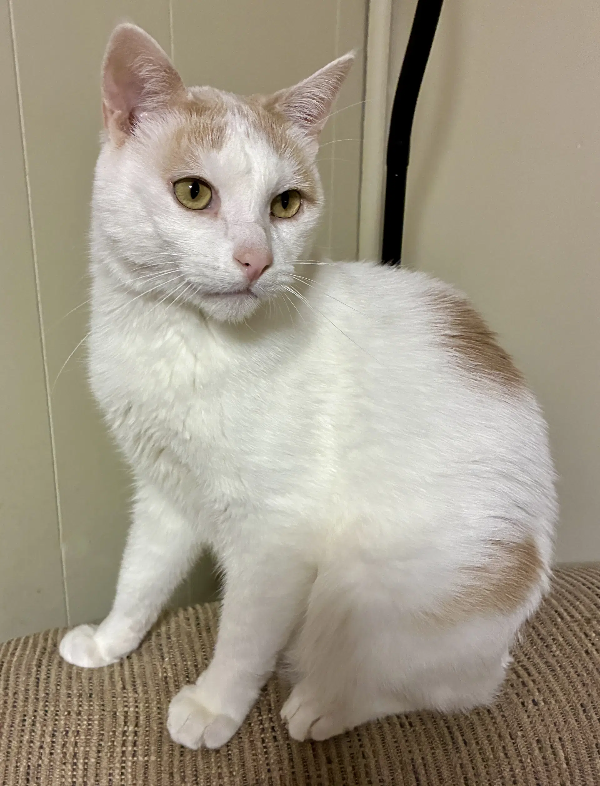 Oliver - Domestic Short Hair
