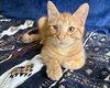 Ron