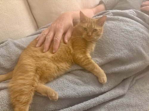 Hermione, a Domestic Short Hair / Tabby (short coat)