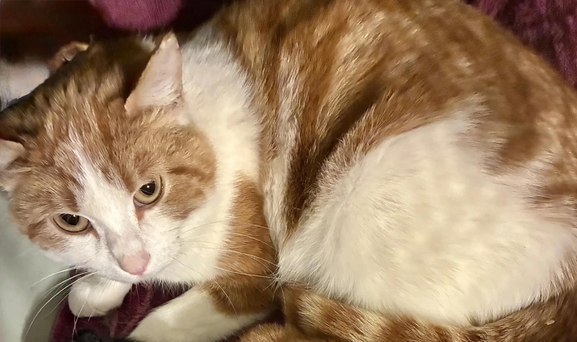 Pretty Mama - Domestic Short Hair