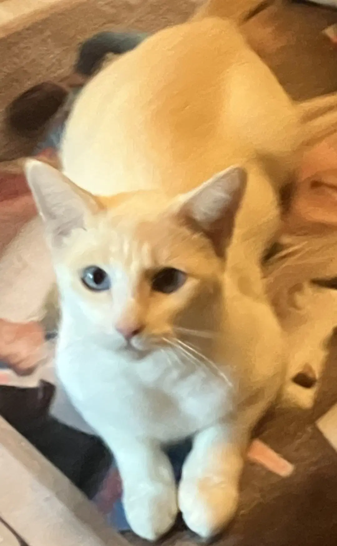 Serrana - Domestic Short Hair