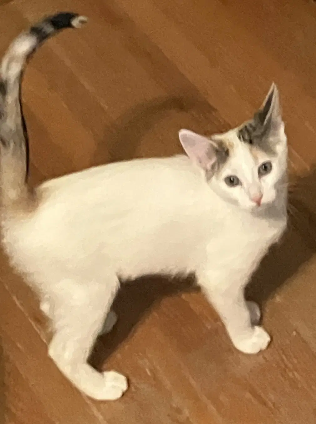 Sochi - Domestic Short Hair