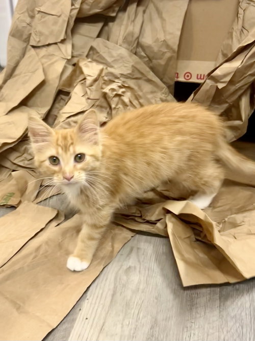Prairie, an adoptable Domestic Medium Hair in Forest Lake, MN